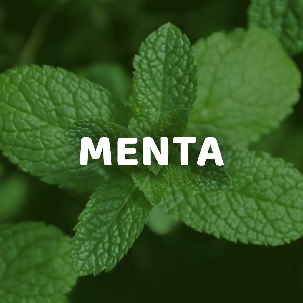 MENTA